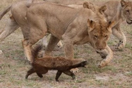 Video: Hai chú lửng mật “xử đẹp” bầy sư tử 