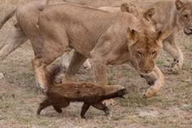 Video: Hai chú lửng mật “xử đẹp” bầy sư tử 