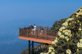 Mê mẩn ngắm rừng hoa đỗ quyên bung nở rực rỡ từ đỉnh Fansipan