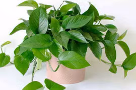 Người thuộc 2 tuổi này nên trồng cây trầu bà leo, vạn sự viên mãn 