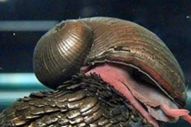 Tận thấy loài động vật có ‘áo giáp sắt’ duy nhất trên thế giới