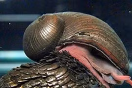 Tận thấy loài động vật có ‘áo giáp sắt’ duy nhất trên thế giới