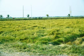 Huế: Gần 1.300 ha lúa sắp thu hoạch ngã đổ do giông lốc