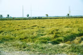 Huế: Gần 1.300 ha lúa sắp thu hoạch ngã đổ do giông lốc