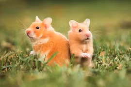 Con giáp gặp rắc rối nhất tháng 8, hung cát đan xen, cần tỉnh táo