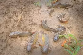 Giật mình loài cá 'đi bộ' xếp hàng trên núi vội vã di chuyển