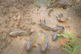 Giật mình loài cá 'đi bộ' xếp hàng trên núi vội vã di chuyển