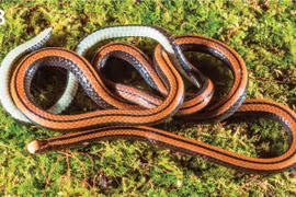 Loài rắn mới phát hiện tại Việt Nam: Chỉ sống trên hòn đảo này