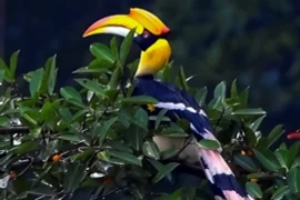 Loài chim quý có mỏ 150 triệu/kg, nằm trong sách Đỏ Việt Nam