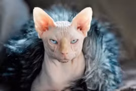 Giật mình giống mèo 'siêu đắt đỏ', đoản thọ nhất thế giới