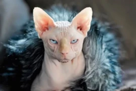 Giật mình giống mèo 'siêu đắt đỏ', đoản thọ nhất thế giới