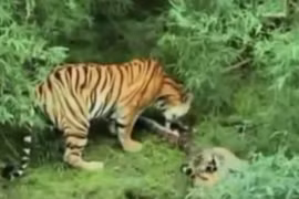Video: Trăn chết thảm dưới nanh vuốt gia đình “chúa sơn lâm”