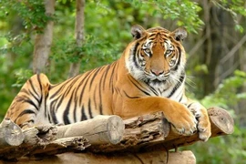 Chúc mừng 4 con giáp được Thần Tài 'nhả vía' trong tháng Chạp