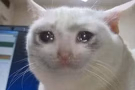 Nóng: Phát hiện loài mèo biết xót thương những người bạn quá cố