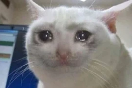 Nóng: Phát hiện loài mèo biết xót thương những người bạn quá cố