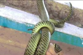 Video: Rắn treo mình trước cửa nhà dân, nuốt chửng ếch đang giãy giụa