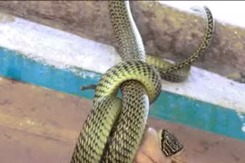 Video: Rắn treo mình trước cửa nhà dân, nuốt chửng ếch đang giãy giụa