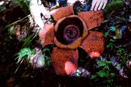 Chiêm ngưỡng loài hoa lớn nhất thế giới