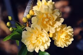 Người sinh vào 5 ngày Âm lịch này “chạm” đâu cũng thành vàng