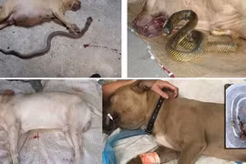 Đối đầu với rắn độc, Pitbull thường thất thế hoặc bị giết, lý do vì...