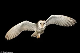  Bí ẩn loài chim quái, truyền tín hiệu chết chóc rợn người