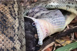 Video: Rùng mình với cảnh trăn nuốt chửng mèo đen 