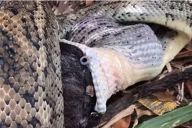 Video: Rùng mình với cảnh trăn nuốt chửng mèo đen 