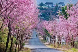 Mãn nhãn 5 điểm ngắm mai anh đào tuyệt đẹp ở Đà Lạt