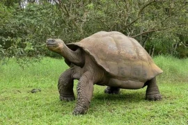 Loài rùa có thể sống được 200 năm, hóa ra là do điều này