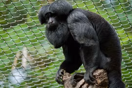 Ấn tượng những loài khỉ đặc hữu châu Mỹ ít người biết