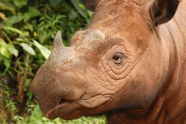 Động vật quý hiếm có thứ quý hơn vàng, thế giới có 50 con