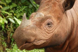 Động vật quý hiếm có thứ quý hơn vàng, thế giới có 50 con