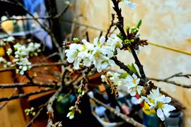 Rầm rộ trào lưu "chờ củi nở hoa" dịp Tết Nguyên Đán