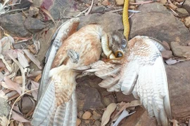 Bị chim ưng tấn công, rắn cây xanh 'lội ngược dòng' ngoạn mục