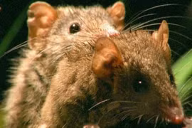 Cực sốc: Loài vật giao phối vài tiếng một ngày, "xong chuyện" lăn ra... chết