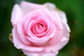 3 tháng Âm lịch vượng phát, người sinh vào là hưởng lộc vàng