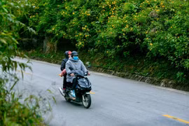 Ngắm sắc dã quỳ nhuộm vàng cung đèo Lùng Pa