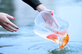 Mẹo thả cá Chép cúng ông Công ông Táo để 'phất' cả năm