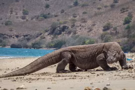 Những cú cắn hạ gục cả hươu nai của rồng Komodo