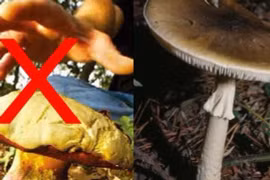 Loài nấm tử thần độc nhất thế giới