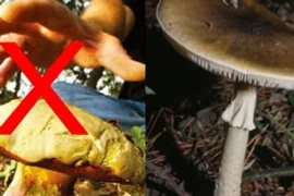 Loài nấm tử thần độc nhất thế giới