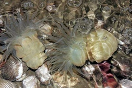 Đặc sản được ví như “thần dược phòng the”, đang cháy hàng dịp Tết 2022