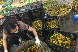 Quýt ngọt "siêu rẻ" 5.000 đồng/kg vẫn ế, tiểu thương chất đống bỏ đi 