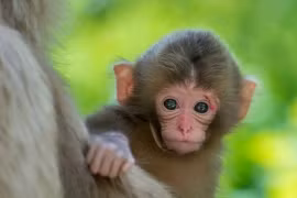 Khởi đầu tuần mới, ba con giáp phú quý dâng như lũ