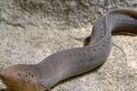 Loài cá có thể nhịn ăn uống 4 năm, đi bộ trên sa mạc