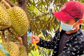 Nghề độc lạ: Ngửi mùi loại quả lắm gai kiếm tiền triệu mỗi ngày