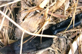 Kẻ cuồng ghen đâm chết “người tình trong mộng” rồi tự sát