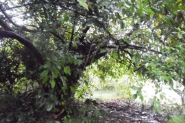 Đồn thổi miếu thần báo oán người chết trẻ ở Thái Nguyên