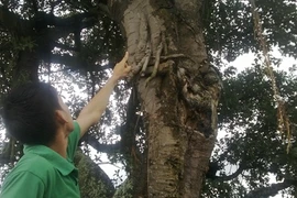 Sự thật đồn thổi vong hóa nấm linh chi ở Hải Dương