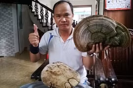 Nấm linh chi “khủng” tại cây đa Hải Dương là “quốc bảo“